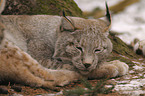 sleeping lynx