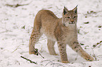 lynx