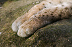 lynx paws