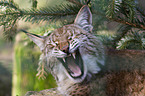 lynx