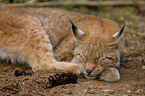 lynx