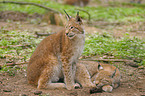 lynxes