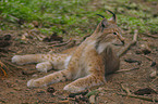 lynx