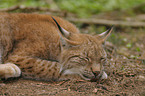 lynx