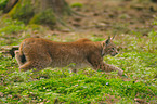 lynx