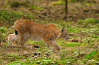lynx