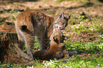 lynxes