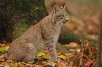 lynx