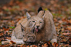 lynxes