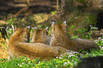 lynxes