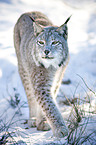 lynx