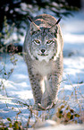 lynx
