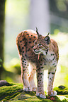 lynx