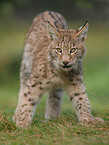 lynx