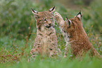 lynxes