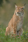 lynx