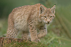 lynx