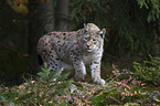 lynx