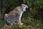 lynx