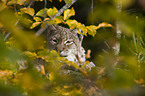 lynx