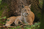 lynx