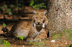 lynx