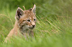 young lynx