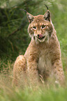 lynx