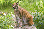 lynx