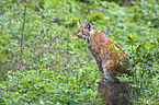 lynx