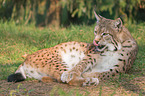 lynx
