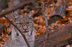 lynx