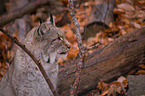 lynx