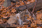 lynx