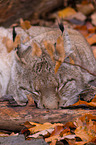 lynx