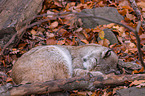 lynx
