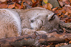 lynx