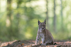 sitting young Lynx