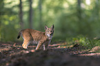 standing young Lynx