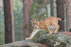 walking young Lynx