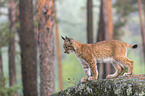 standing young Lynx