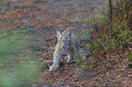 walking young Lynx