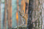standing young Lynx