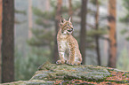 sitting young Lynx