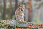 standing young Lynx