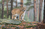 standing young Lynx