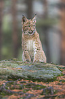 sitting young Lynx