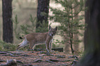 standing young Lynx