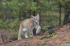walking young Lynx