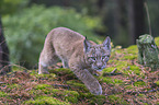 walking young Lynx